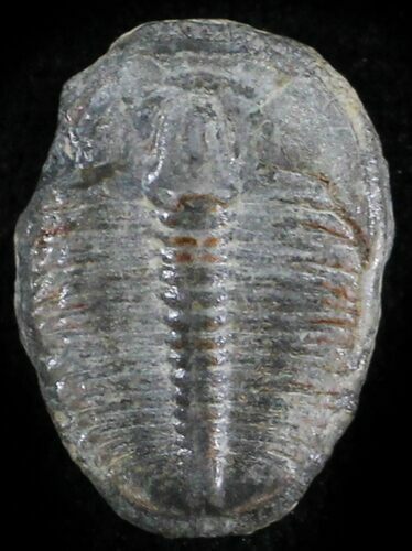 Elrathia Trilobite - Wheeler Shale, Utah #24836